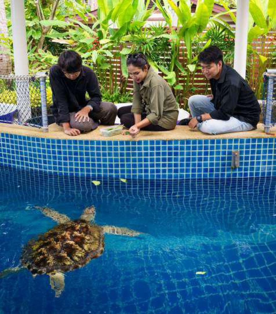 มูลนิธิเพื่อการอนุรักษ์เต่าทะเล หาดไม้ขาว