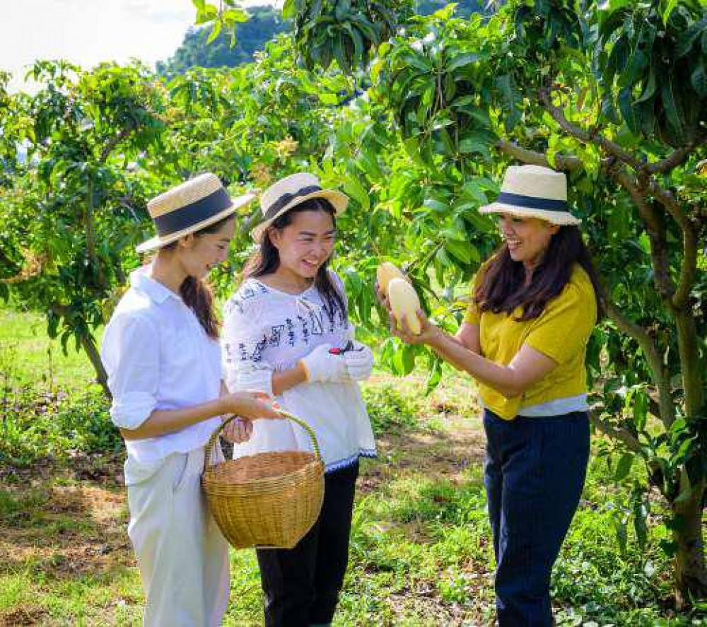 KhaoYai the Mango House Farm