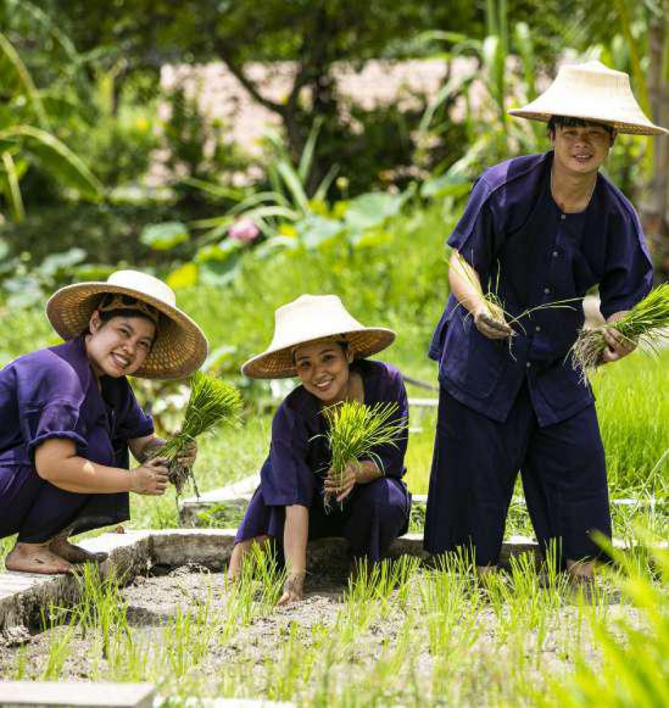 Organic Agriculture Project, Sukhothai Airport