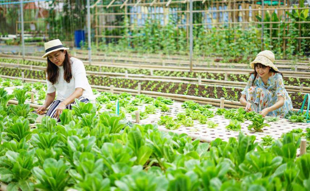 Pak Pakchong Farm