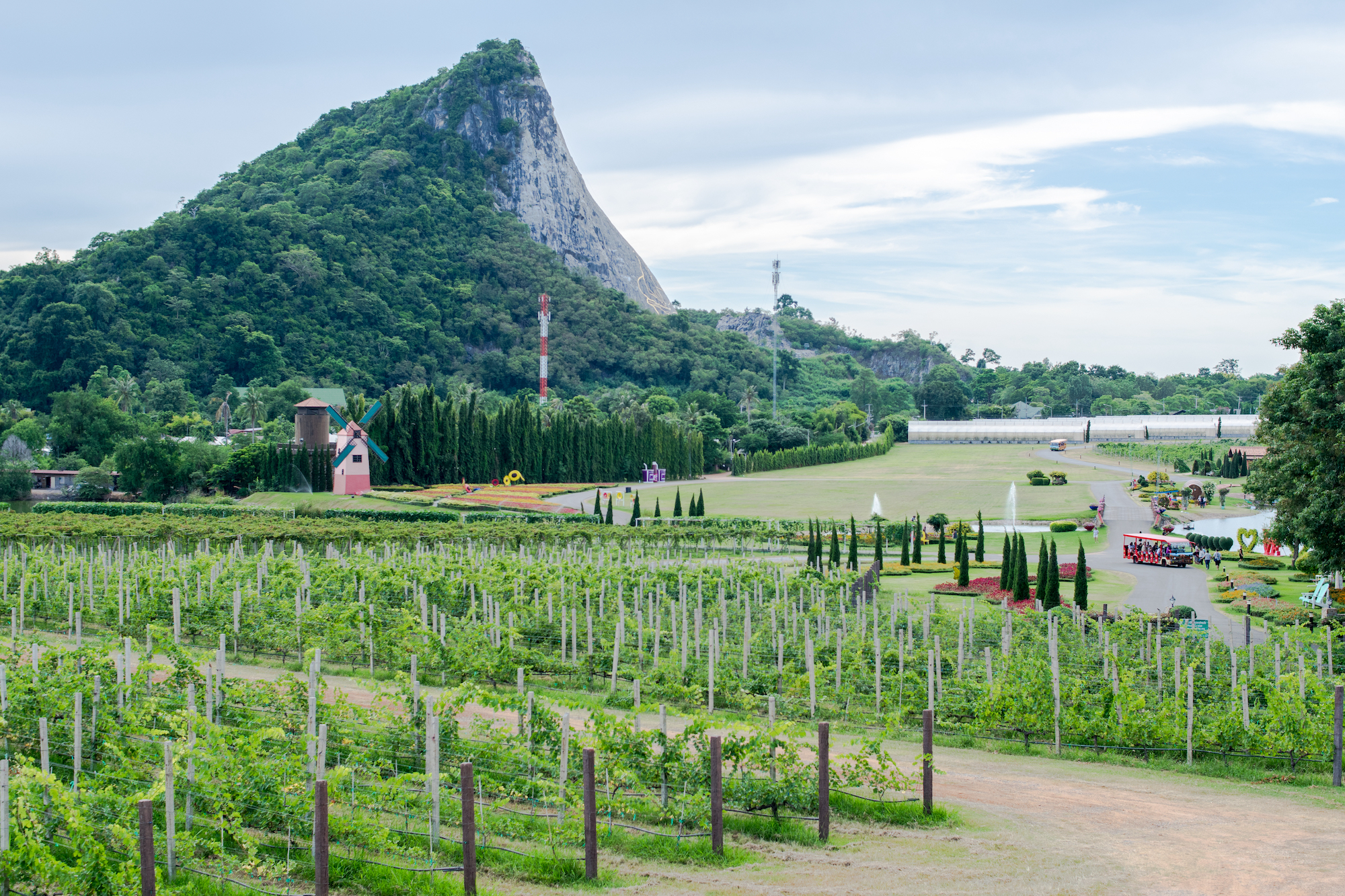 MUST JOIN : ไร่องุ่น Silver Lake