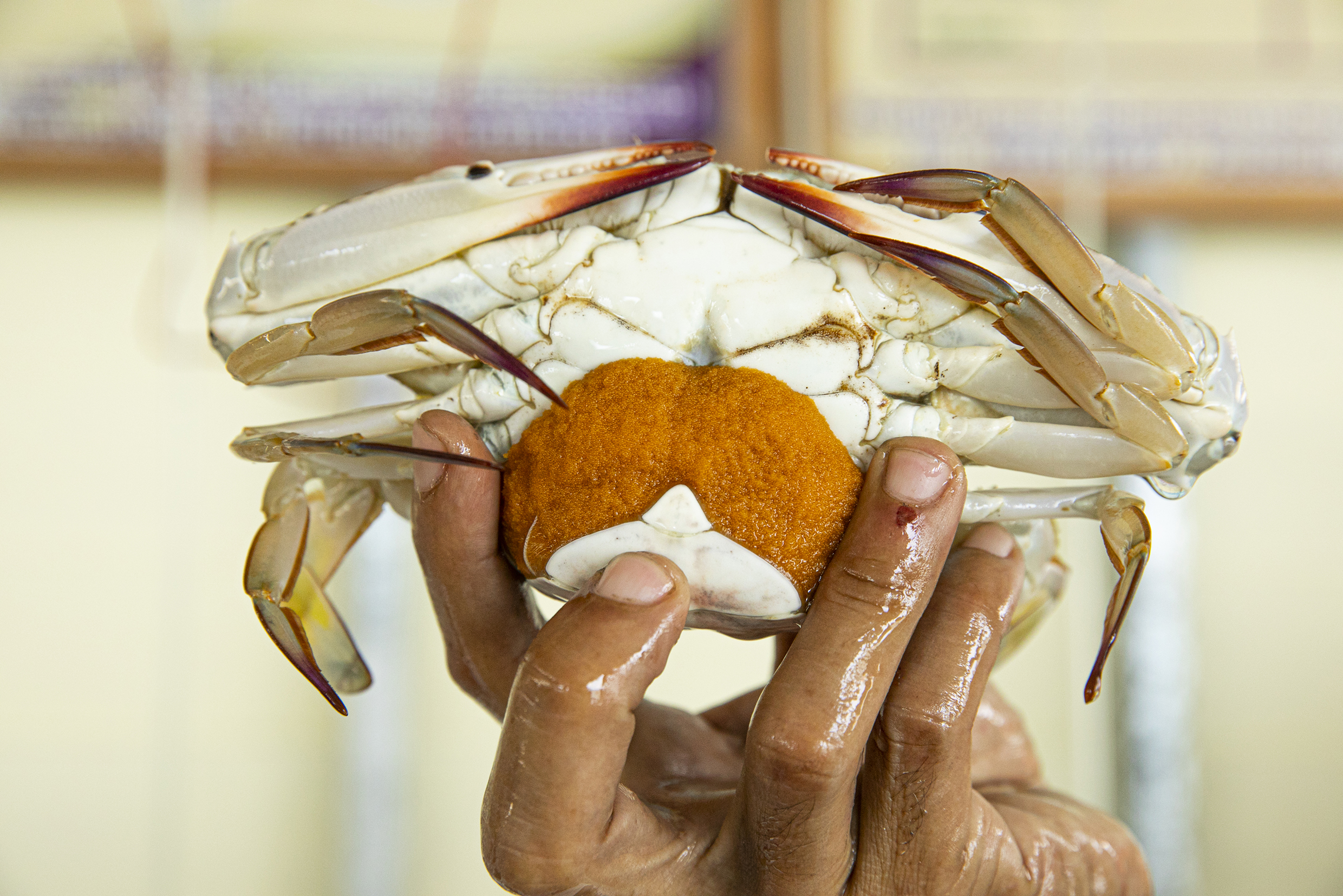 MUST JOIN : Crab Bank Learning Centre, Ban Hua Thanon Community