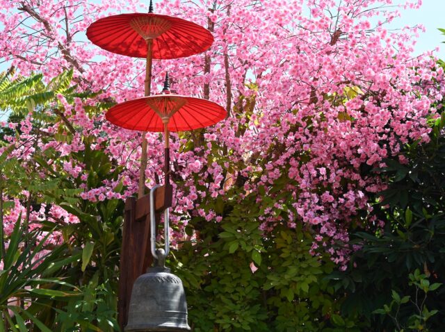 The beautiful garden of Wat Phan Tao ChiangMai, with blossom pink flowers and ancient bells from 15th century